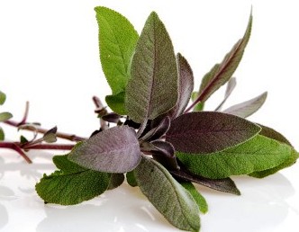 Sage Leaves Sage Leaves